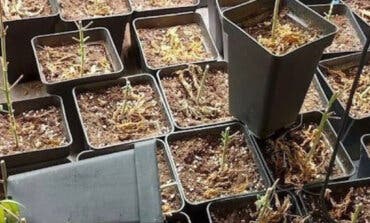 Madrid: Acuden por un incendio y descubren una plantación de marihuana