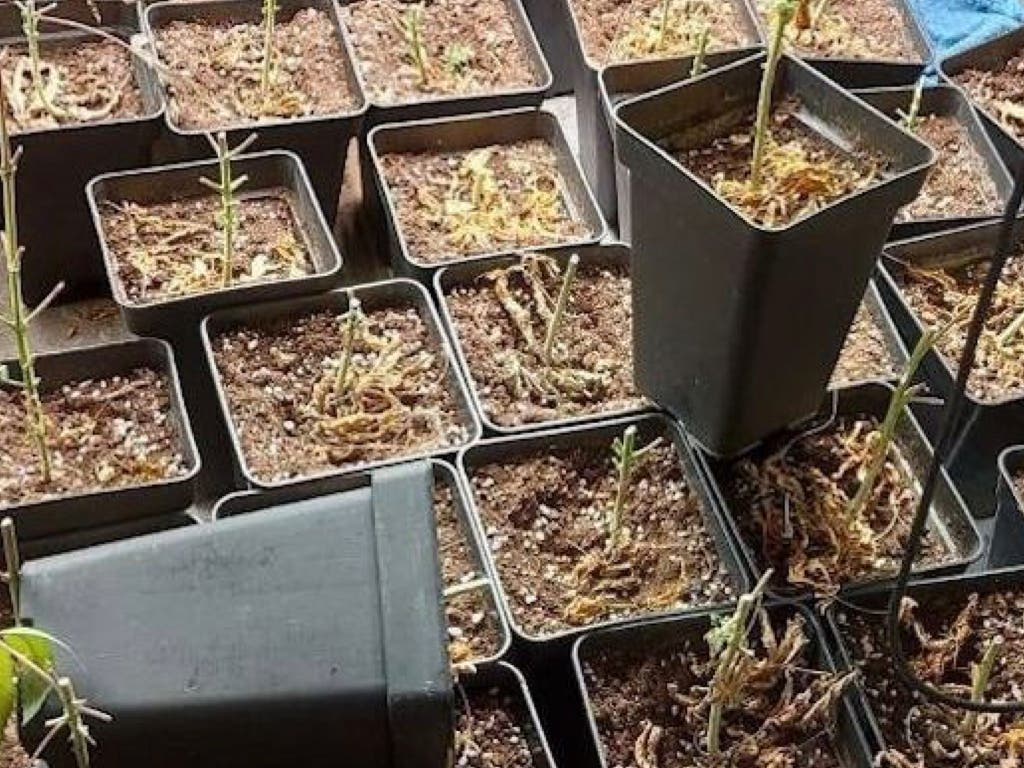 Madrid: Acuden por un incendio y descubren una plantación de marihuana