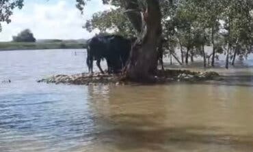 Los Bomberos ayudan a alimentar a cinco toros aislados por la lluvia en Cirmpozuelos