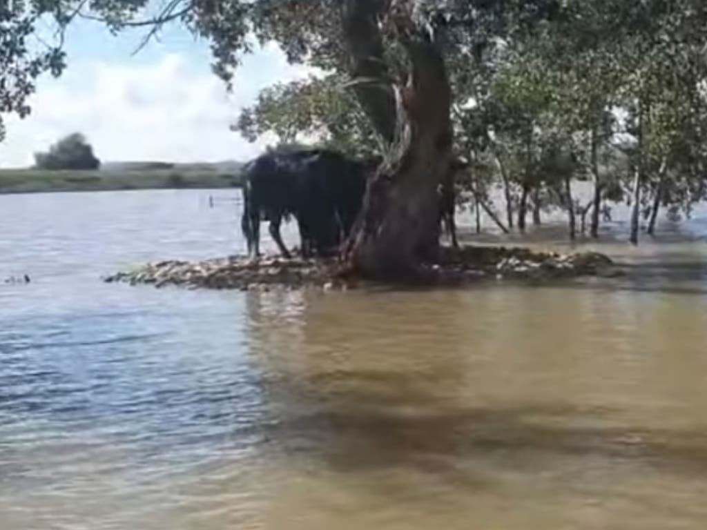 Los Bomberos ayudan a alimentar a cinco toros aislados por la lluvia en Cirmpozuelos