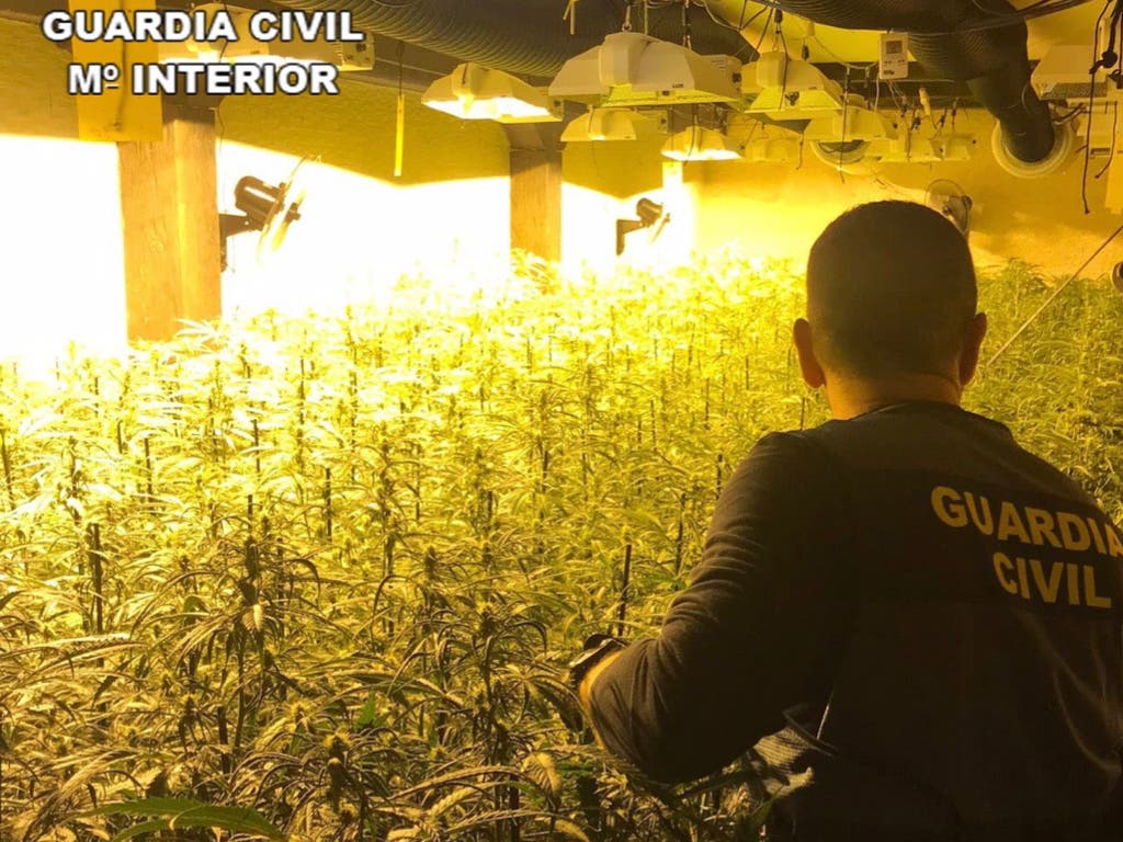 Cuatro albaneses detenidos por cultivar marihuana en varias localidades de Guadalajara