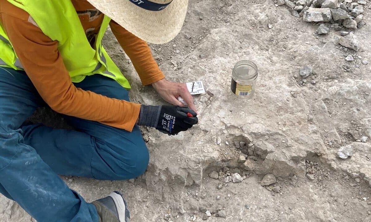 Hallan restos de elefantes de hace 14 millones de años en un polígono de Vallecas