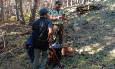 La Comunidad de Madrid recuerda la obligación de cumplir la normativa ambiental en la recogida de setas