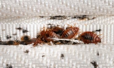Madrid asegura que no hay una plaga de chinches, como ocurre en París