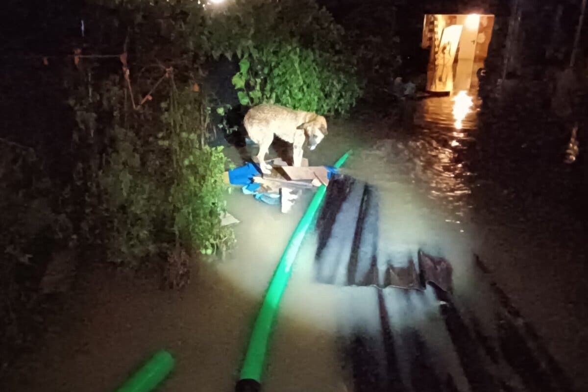 Rescatan en Coslada a un perro «abandonado» en una parcela inundada por la lluvia 