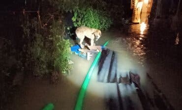 Rescatan en Coslada a un perro «abandonado» en una parcela inundada por la lluvia 