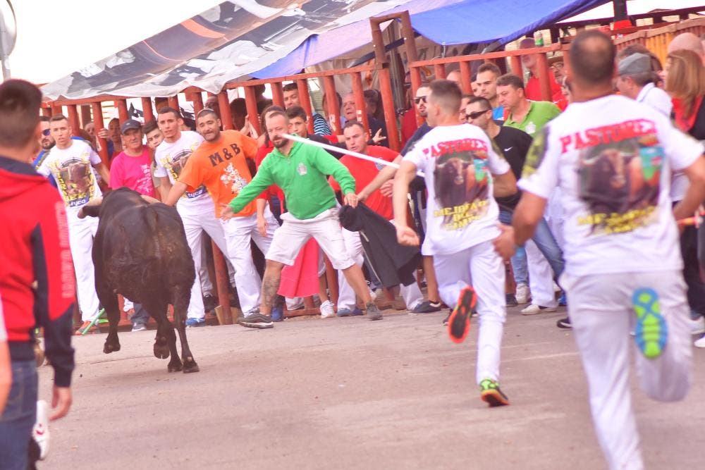 Mejorada del Campo celebra las Fiestas del Pilar con música, encierros y un concurso de recortes 