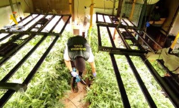 Desmantelada en Villanueva de la Torre una plantación de marihuana de alto rendimiento