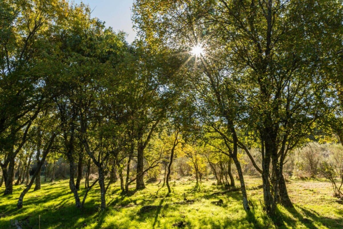 La Comunidad de Madrid amplía el Parque Nacional de la Sierra de Guadarrama comprando 453 hectáreas 