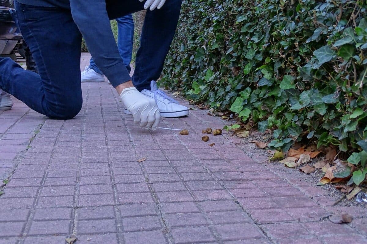 Alcalá de Henares continúa con el muestreo de ADN canino para multar a los dueños que no recogen las heces