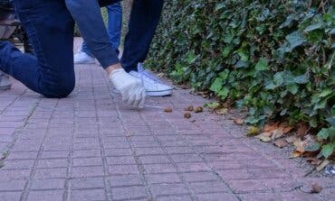 Alcalá de Henares continúa con el muestreo de ADN canino para multar a los dueños que no recogen las heces