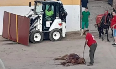 Un juzgado de Guadalajara investigará la muerte de un becerro en las fiestas de Pastrana 