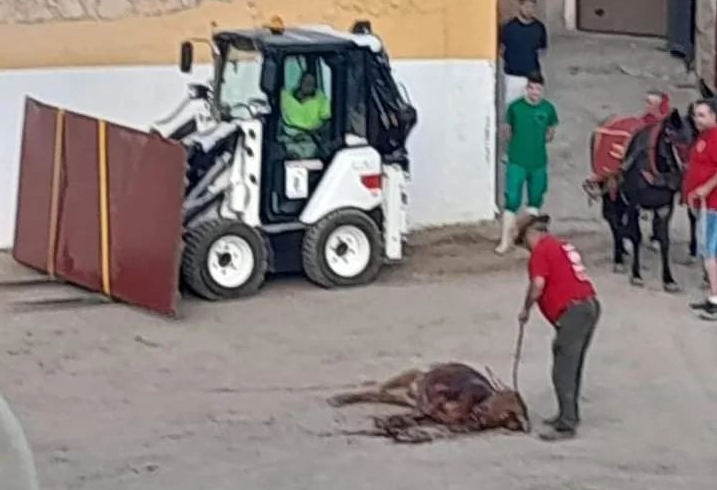 Un juzgado de Guadalajara investigará la muerte de un becerro en las fiestas de Pastrana 