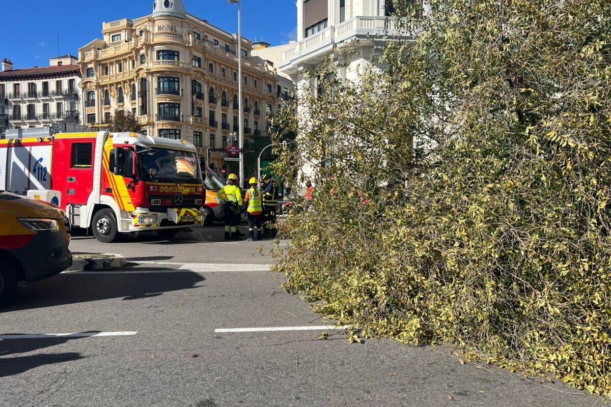 El árbol que ha matado a una joven en Madrid medía 20 metros y pesaba más de dos toneladas 