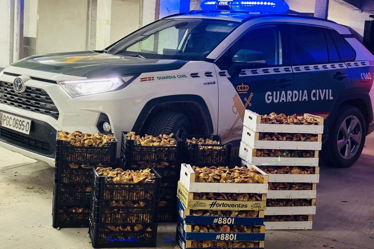 Incautan 135 kilos de níscalos recolectados ilegalmente en Guadalajara 