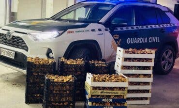 Incautan 135 kilos de níscalos recolectados ilegalmente en Guadalajara 