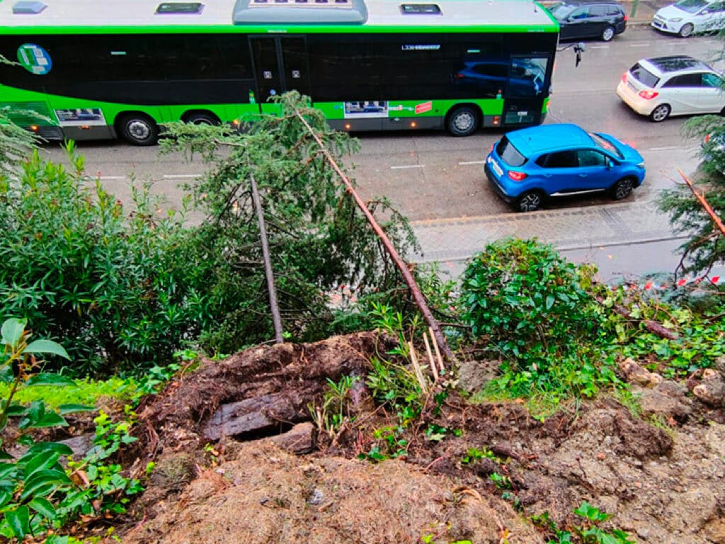 Rivas ordena talar 27 árboles por riesgo de caída tras el paso de la borrasca Ciarán
