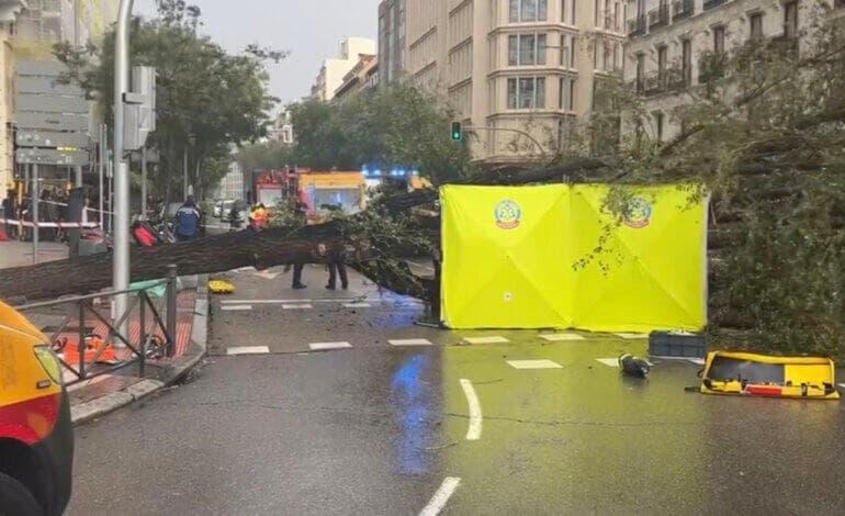 El árbol que mató a una joven en Madrid estaba «sano» y había sido revisado en mayo