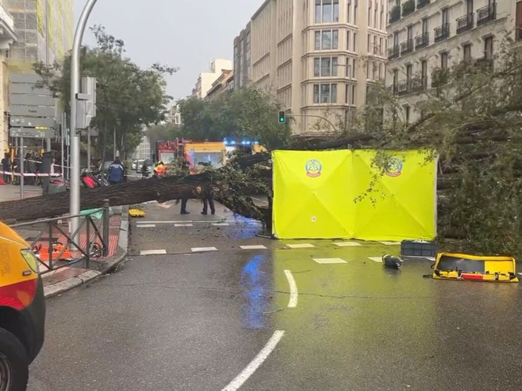 El árbol que mató a una joven en Madrid estaba «sano» y había sido revisado en mayo