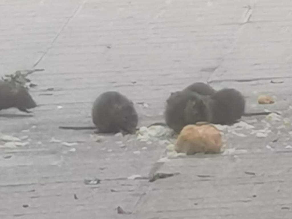 Denuncian la «proliferación de ratas» en las calles de Coslada y exigen una «solución integral»