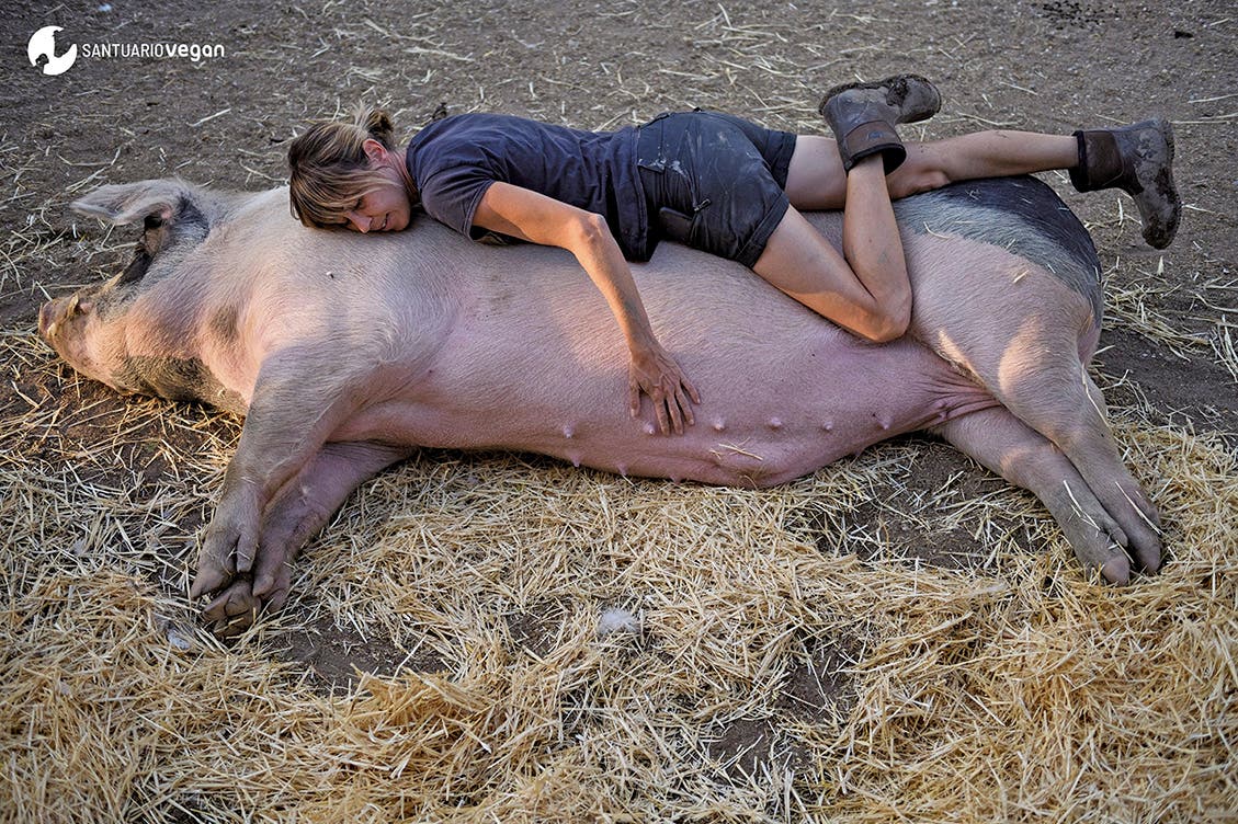 Rivas acoge este sábado el primer festival vegano del sureste de Madrid