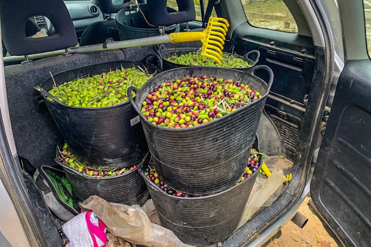 Interceptan un vehículo en Paracuellos con 180 kilos de aceitunas de procedencia sospechosa