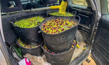 Interceptan un vehículo en Paracuellos con 180 kilos de aceitunas de procedencia sospechosa