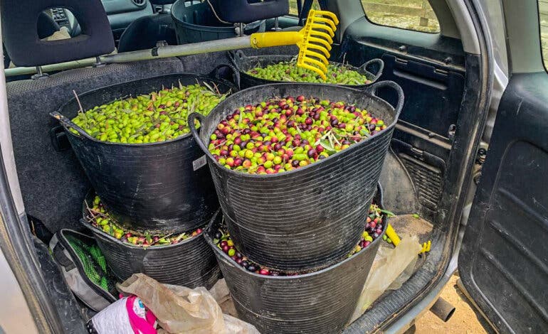 Interceptan un vehículo en Paracuellos con 180 kilos de aceitunas de procedencia sospechosa