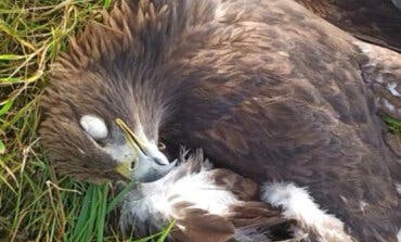 Denuncian la aparición de una nueva águila imperial ibérica electrocutada bajo un tendido eléctrico en Guadalajara