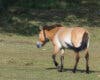 Liberan 19 caballos salvajes en el entorno del Alto Tajo en Guadalajara