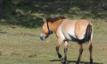 Liberan 19 caballos salvajes en el entorno del Alto Tajo en Guadalajara