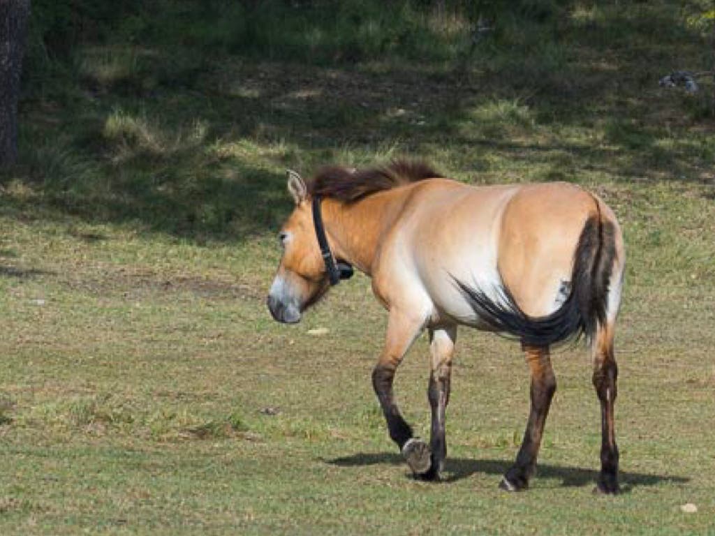 Liberan 19 caballos salvajes en el entorno del Alto Tajo en Guadalajara