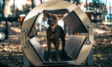 San Fernando de Henares estrena juegos y aparatos para perros en tres áreas caninas de la ciudad
