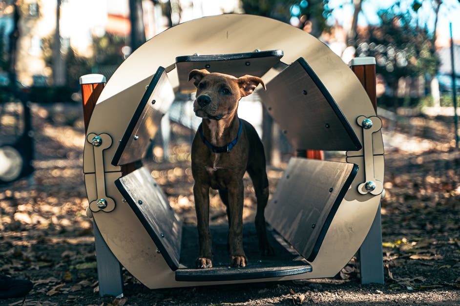 San Fernando de Henares estrena juegos y aparatos para perros en tres áreas caninas de la ciudad