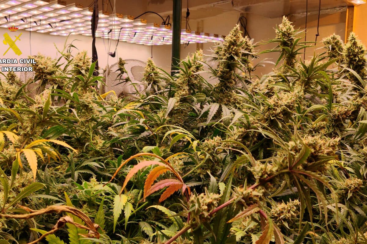 Desmanteladas dos plantaciones de marihuana en Azuqueca de Henares y Villanueva de la Torre 