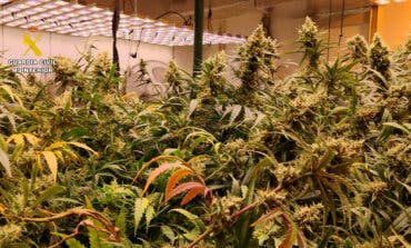 Desmanteladas dos plantaciones de marihuana en Azuqueca de Henares y Villanueva de la Torre 