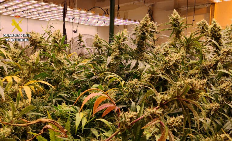 Desmanteladas dos plantaciones de marihuana en Azuqueca de Henares y Villanueva de la Torre 