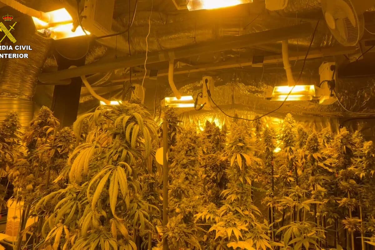 Detenida una familia italiana en Sigüenza por cultivar 1.037 plantas de marihuana