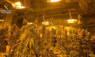 Detenida una familia italiana en Sigüenza por cultivar 1.037 plantas de marihuana