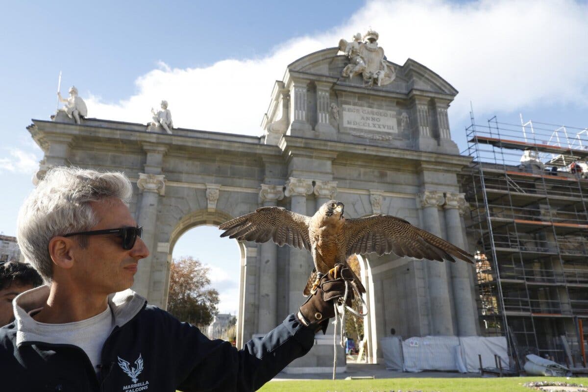 Madrid empleará un halcón y dos águilas para proteger de las palomas la Puerta de Alcalá