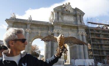 Madrid empleará un halcón y dos águilas para proteger de las palomas la Puerta de Alcalá