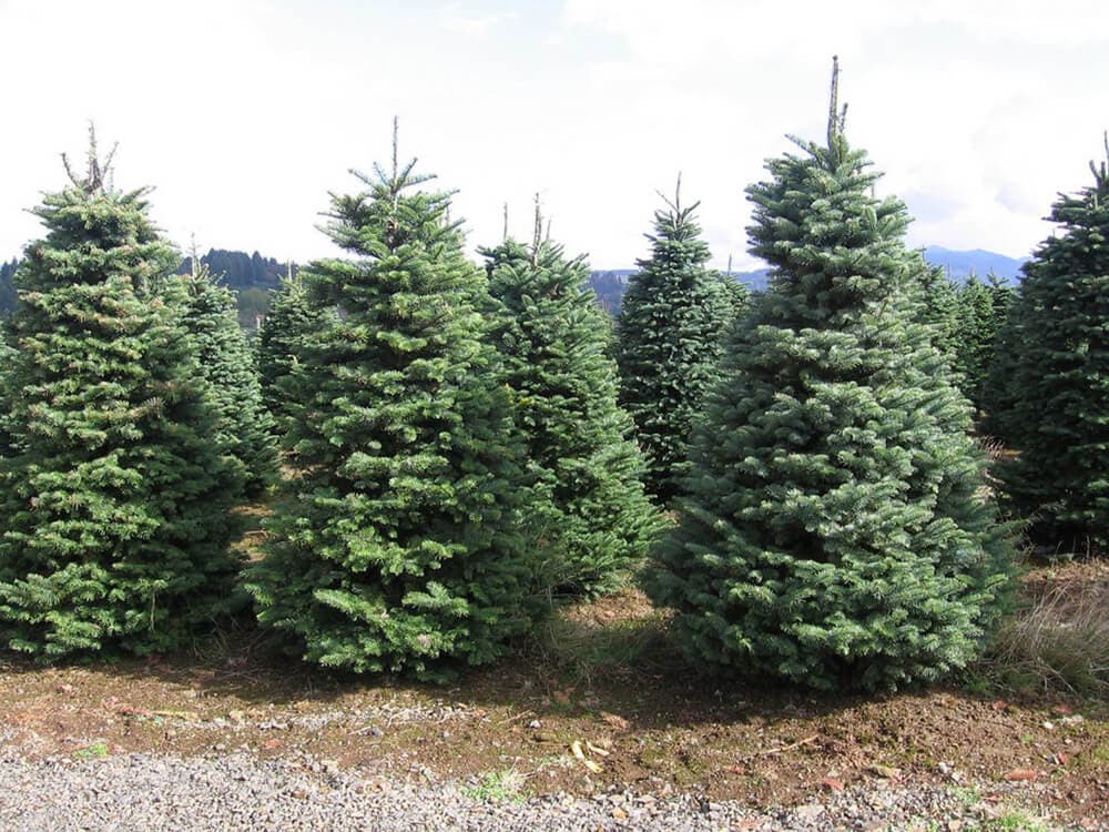 Torrejón de Ardoz recoge los árboles navideños de los vecinos para replantarlos en las zonas verdes de la ciudad