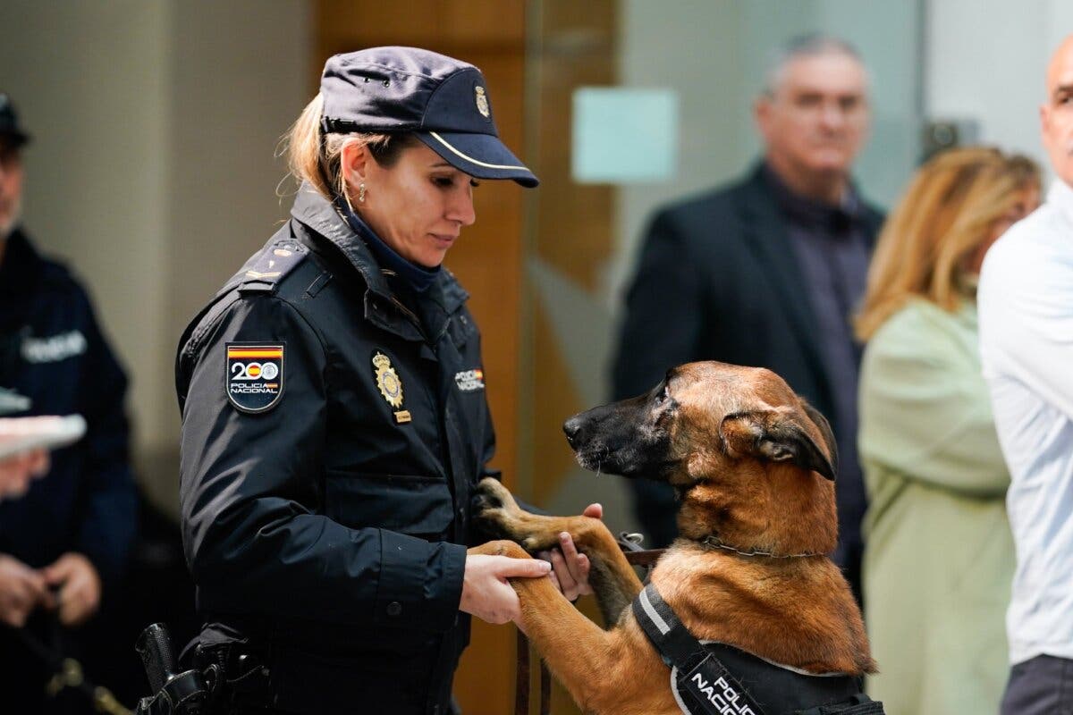 Madrid: Se jubilan como perros policía y buscan familias que los adopten