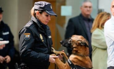 Madrid: Se jubilan como perros policía y buscan familias que los adopten