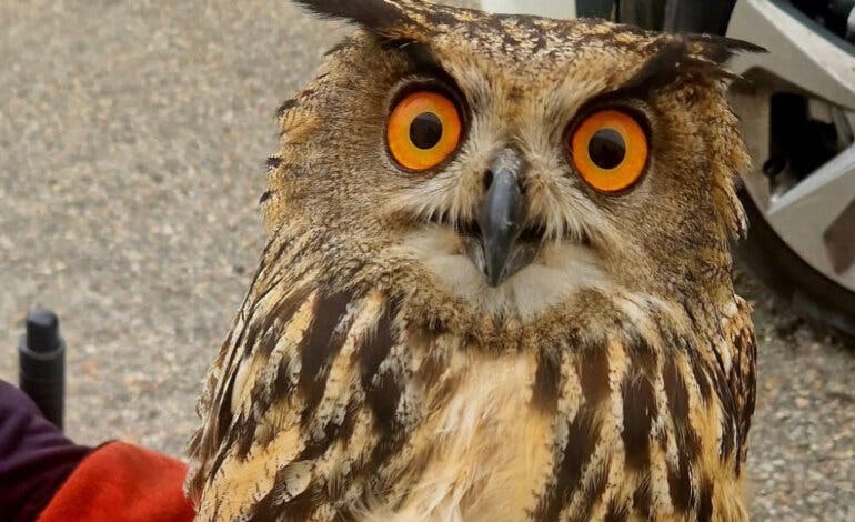 Rescatan a un búho herido en Alcalá de Henares 