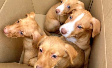 Rescatan en Alcalá de Henares a cuatro cachorros abandonados al lado de un contenedor  