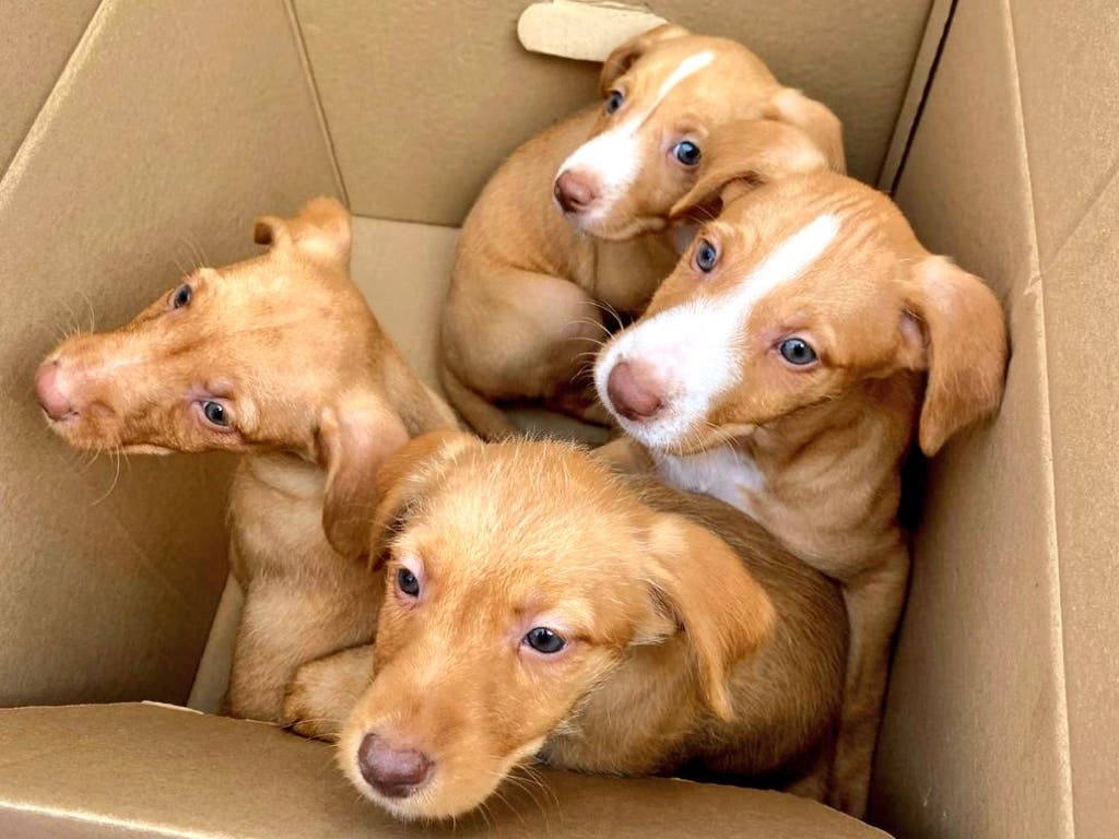 Rescatan en Alcalá de Henares a cuatro cachorros abandonados al lado de un contenedor  