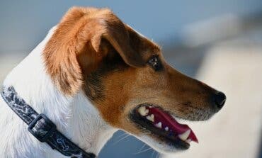 Alerta en Paracuellos: aparecen bolas de carne con tornillos por diversas partes del municipio para matar perros   