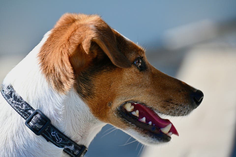 Alerta en Paracuellos: aparecen bolas de carne con tornillos por diversas partes del municipio para matar perros   