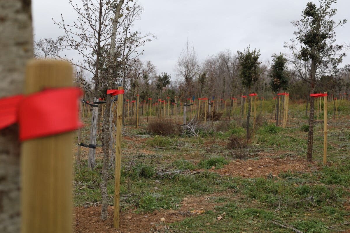 Alcalá de Henares planta más de 1.400 encinas en el Gran Parque de Espartales
